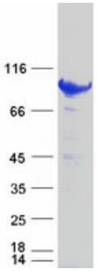 Coomassie blue staining of purified STAT5B protein.